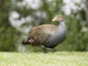 Tasmanian Nativehen (Tribonyx mortierii)