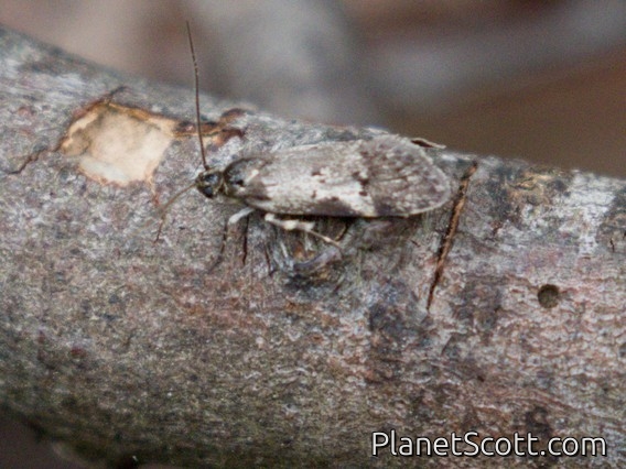 Concealer Moth (Oecophoridae sp)