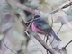 Pink Robin (Petroica rodinogaster)