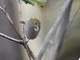 Silvereye (Zosterops lateralis)