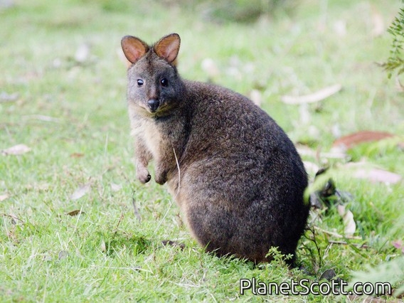 Rufous-bellied Pademelon (Thylogale billardierii)