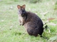 Rufous-bellied Pademelon (Thylogale billardierii)
