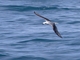 White-headed Petrel (Pterodroma lessonii)
