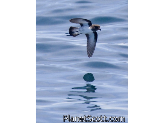 Gray-backed Storm-Petrel (Garrodia nereis)
