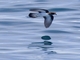 Gray-backed Storm-Petrel (Garrodia nereis)