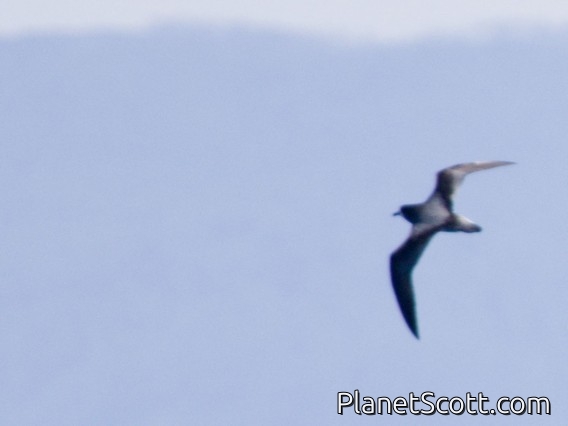 Gould's Petrel (Pterodroma leucoptera)