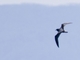 Gould's Petrel (Pterodroma leucoptera)