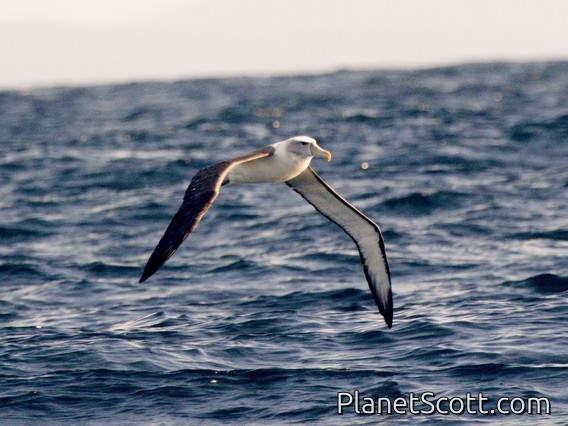 White-capped Albatross (Thalassarche cauta)