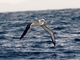 White-capped Albatross (Thalassarche cauta)