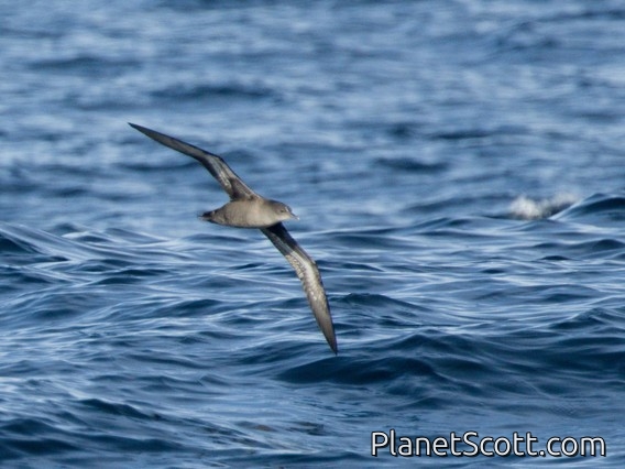 Short-tailed Shearwater (Ardenna tenuirostris)