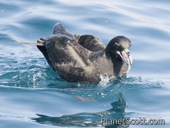 White-chinned Petrel (Procellaria aequinoctialis)