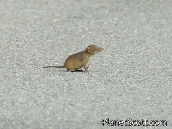 Swamp Antechinus (Antechinus minimus)