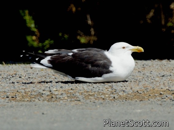 Kelp Gull (Larus dominicanus)