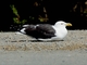Kelp Gull (Larus dominicanus)