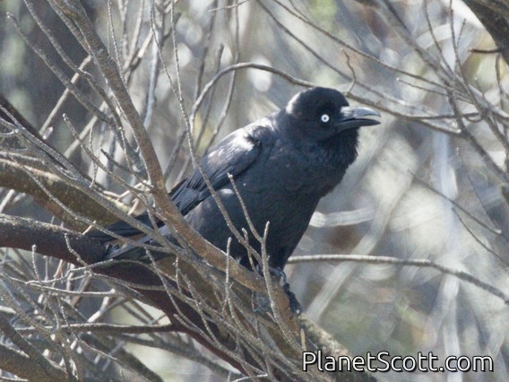 Forest Raven (Corvus tasmanicus)