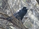 Forest Raven (Corvus tasmanicus)