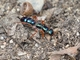 Blue Ant (Diamma bicolor)