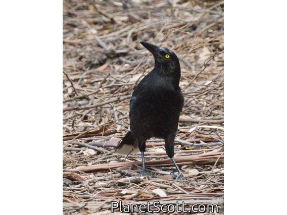 Gray Currawong (Strepera versicolor)