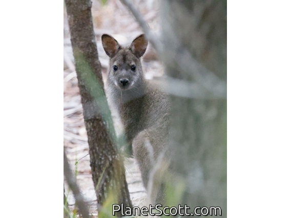 Red-necked Wallaby (Macropus rufogriseus)