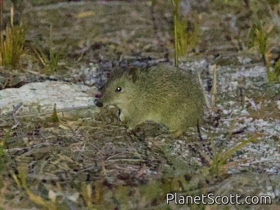 Southern Brown Bandicoot (Isoodon obesulus)