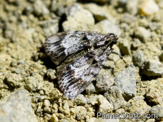 Pyralid Snout Moth (Spectrotrota fimbrialis)