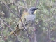 Yellow-throated Honeyeater (Nesoptilotis flavicollis)
