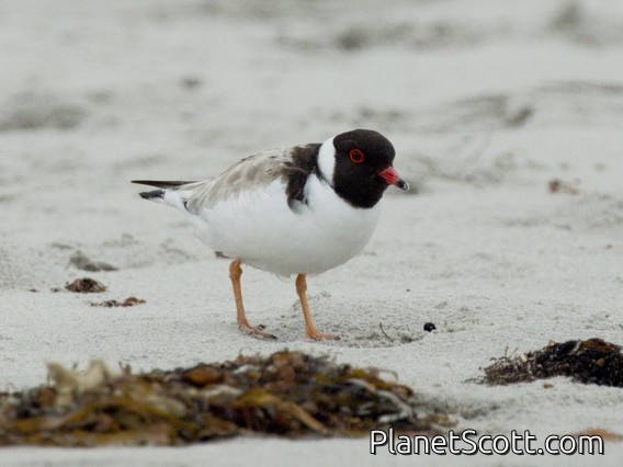 Hooded Plover (Thinornis cucullatus)