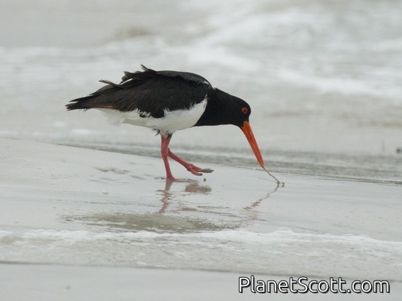 Pied Oystercatcher (Haematopus longirostris)