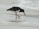 Pied Oystercatcher (Haematopus longirostris)
