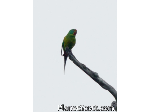 Swift Parrot (Lathamus discolor)