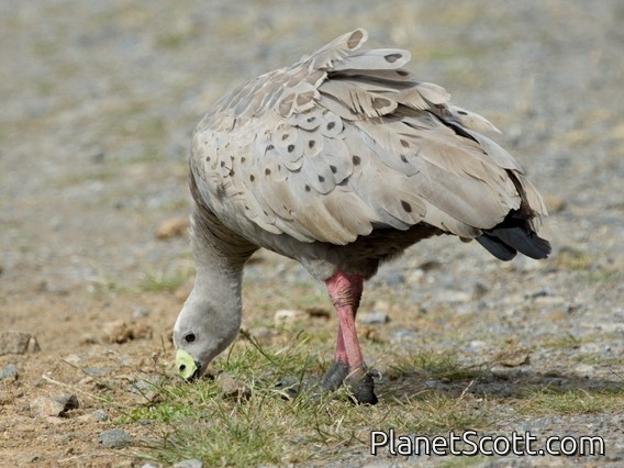 Cape Barren Goose (Cereopsis novaehollandiae)