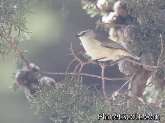Yellow-rumped Thornbill (Acanthiza chrysorrhoa)