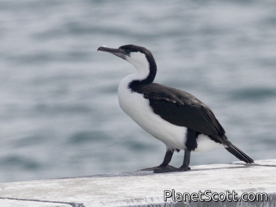 Black-faced Cormorant (Phalacrocorax fuscescens)