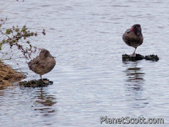 Freckled Duck (Stictonetta naevosa)