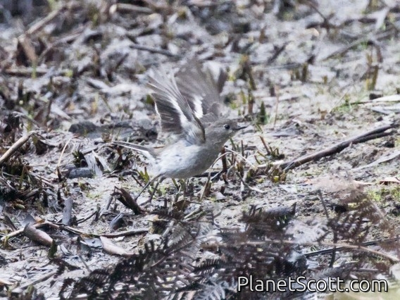 Flame Robin (Petroica phoenicea) - Female