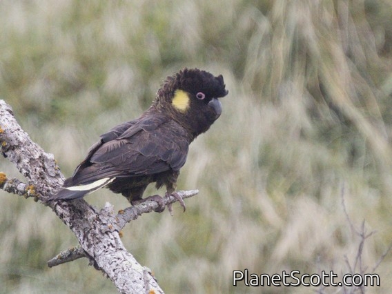 Yellow-tailed Black-Cockatoo (Zanda funerea)
