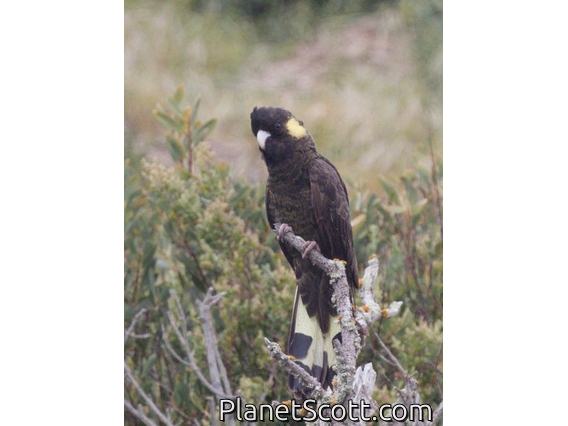 Yellow-tailed Black-Cockatoo (Zanda funerea)