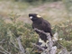 Yellow-tailed Black-Cockatoo (Zanda funerea)