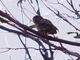 Tasmanian Boobook (Ninox leucopsis)
