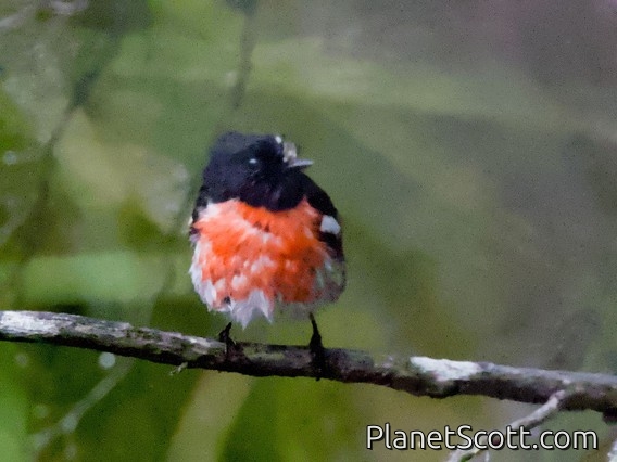 Scarlet Robin (Petroica boodang)