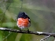Scarlet Robin (Petroica boodang)