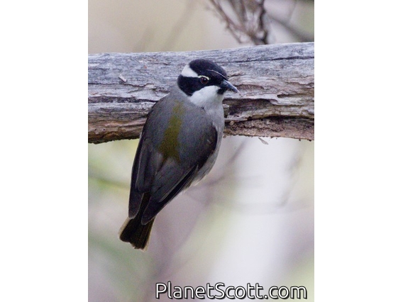 Strong-billed Honeyeater (Melithreptus validirostris)