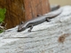 Agile Coolskink (Carinascincus pretiosus)