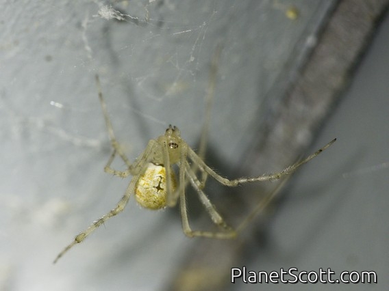 White Porch Spider (Cryptachaea gigantipes)