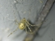 White Porch Spider (Cryptachaea gigantipes)
