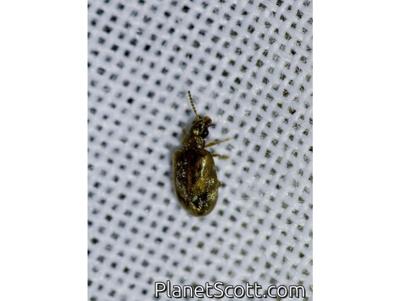 Marsh Beetle (Scirtidae sp)