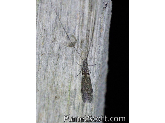 Long-horned Caddisfly (Triplectides sp)