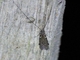 Long-horned Caddisfly (Triplectides sp)