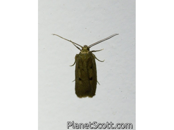 Ruddy Streak (Tachystola acroxantha)