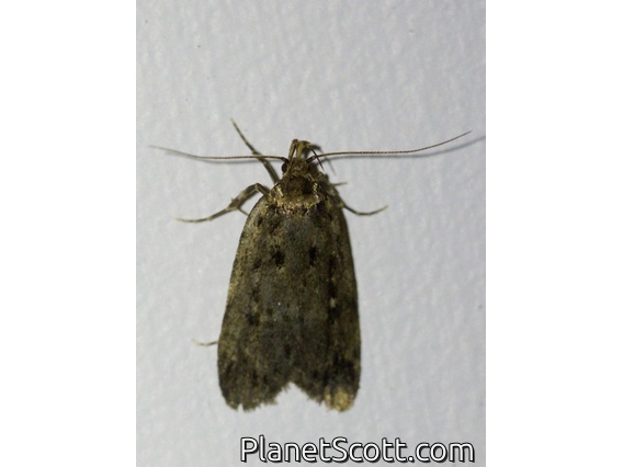 Concealer Moth (Oecophorinae sp)